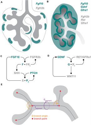 Organ-Specific Branching Morphogenesis